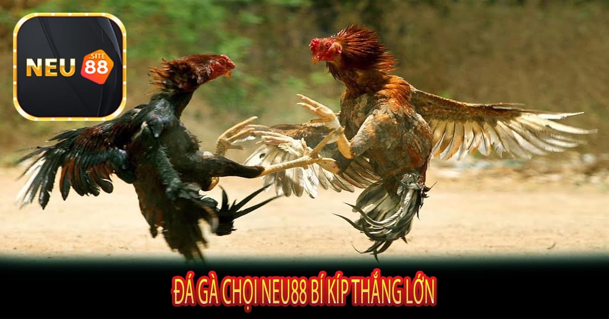 Đá Gà Chọi Neu88 Bí Kíp Thắng Lớn