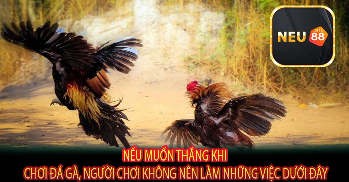 Nếu Muốn Thắng Khi Chơi Đá Gà, Người Chơi Không Nên Làm Những Việc Dưới Đây